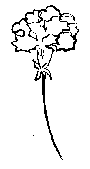 kwiatek